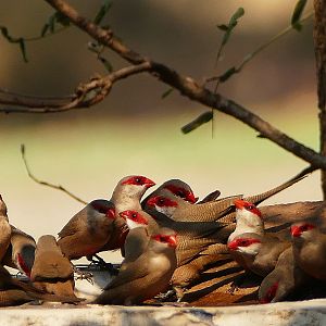 Birds from Zambia