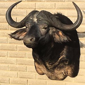 Cape Buffalo Shoulder Mount Taxidermy