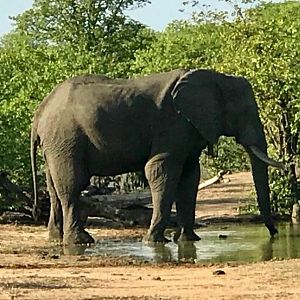 Elephant Bull Mozambique