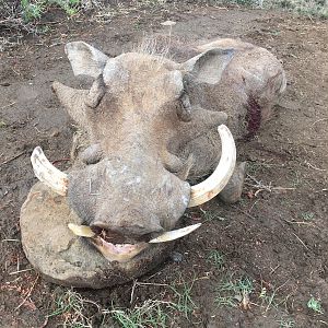 Hunting Warthog South Africa