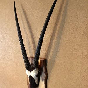 Gemsbok Skull Mount Taxidermy