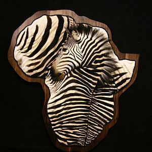 Hartmann's Mountain Zebra Damaske Taxidermy