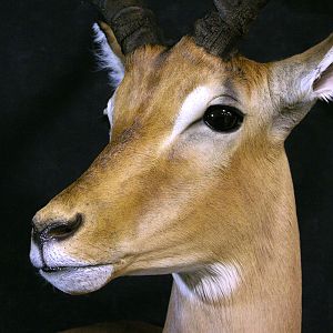 Impala Shoulder Mount Taxidermy Close Up