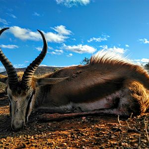 Springbok Hunt in South Africa