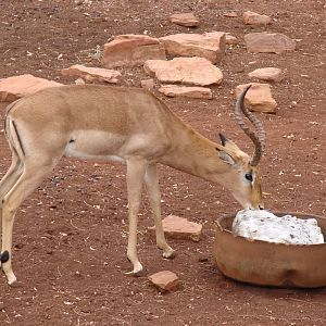 Impala South Africa