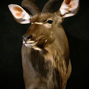 Kudu Shoulder Mount Taxidermy Close Up