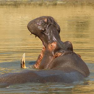 Hippo South Africa