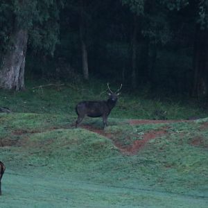 Sambar Deer