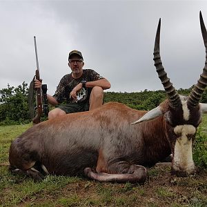 South Africa Hunting Blesbok