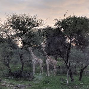 Giraffe Namibia