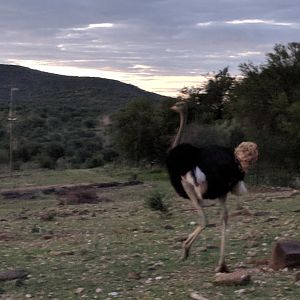 Ostrich Namibia