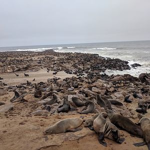 Cape Cross Seal Colony Namibia