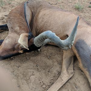 Red Hartebeest Hunt in Namibia