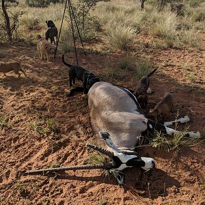 Namibia Hunting Gemsbok