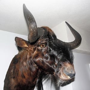 Black Wildebeest Shoulder Mount Taxidermy