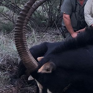 Hunting Sable Antelope South Africa