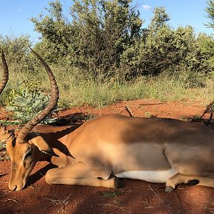 South Africa Hunt Impala