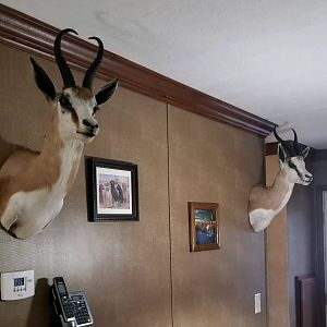 Springbok Shoulder Mount Taxidermy