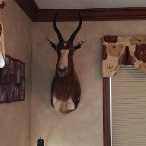 Blesbok Shoulder Mount Taxidermy