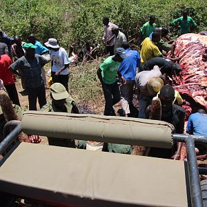 Zimbabwe Butchering Elephant