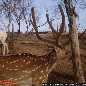 Axis Deer Trail Cam Pictures Texas