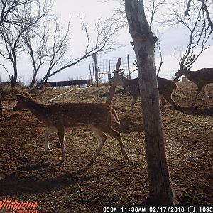 Trail Cam Pictures of Axis Deer Texas