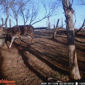 Trail Cam Pictures of Axis Deer Texas