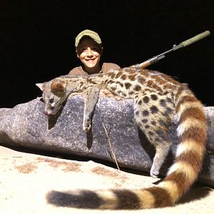 South Africa Hunt Genet Cat