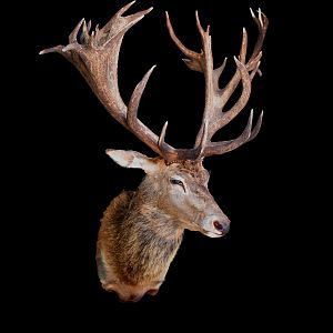 Stag Shoulder Mount Taxidermy