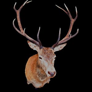 Stag Shoulder Mount Taxidermy