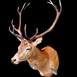 Stag Shoulder Mount Taxidermy