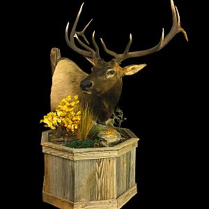 Stag Shoulder Mount Pedestal Taxidermy