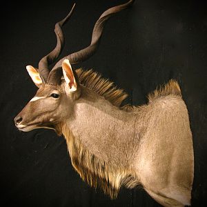 Kudu Shoulder Mount Taxidermy