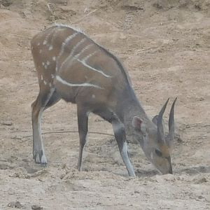 Harnessed Bushbuck Burkina Faso