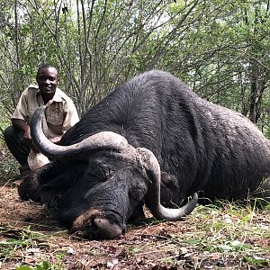 Cape Buffalo Hunting in Zimbabwe | AfricaHunting.com