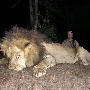 Zimbabwe Hunting Lion