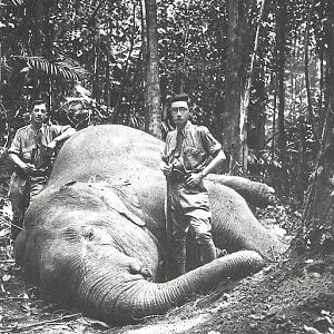 Hunting Indian Elephant