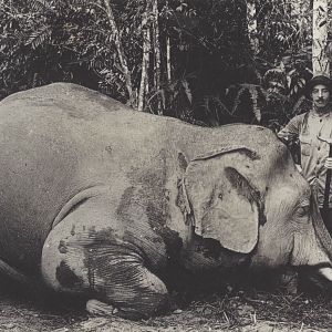 Hunting Indian Elephant