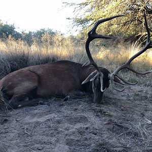 Hunt Red Stag Argentina