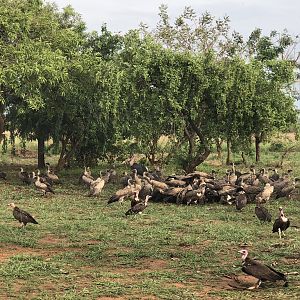 Resident group of Vultures and Maribou storks at the camp