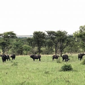 Bachelor herd of Cape Buffalo Uganda