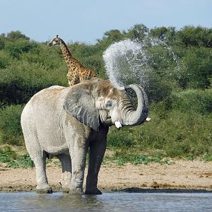 2018 Father and sons safari, elephant at waterhole