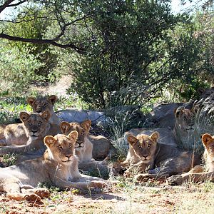 2018 Father and sons safari 17 lionesses and cubs