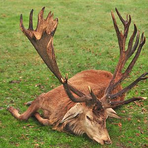 France Hunting Red Stag