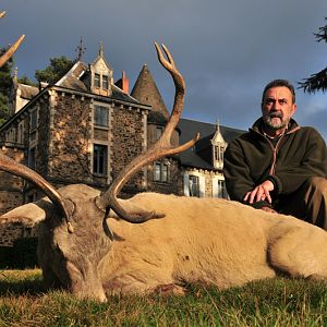 White Red Stag Hunt in France
