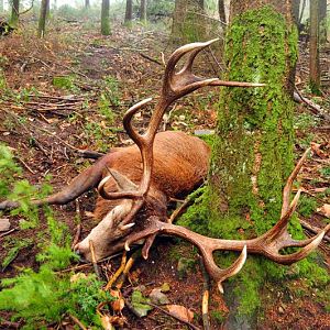 Hunt Red Stag France