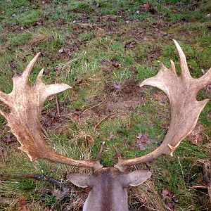 Fallow Deer Hunt in France