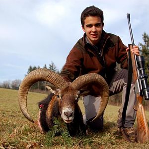 Hunting Mouflon France