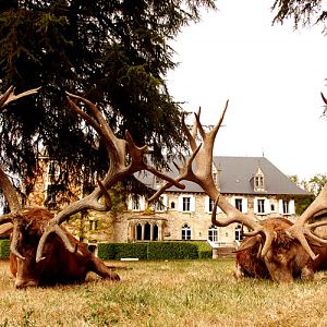 Hunt Red Stag France