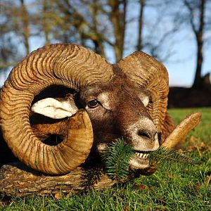 Mouflon Hunting in France